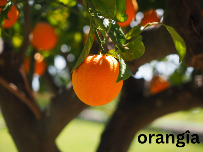 The Mystical World of Orangîa: A Journey Beyond the Ordinary