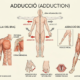 adducció